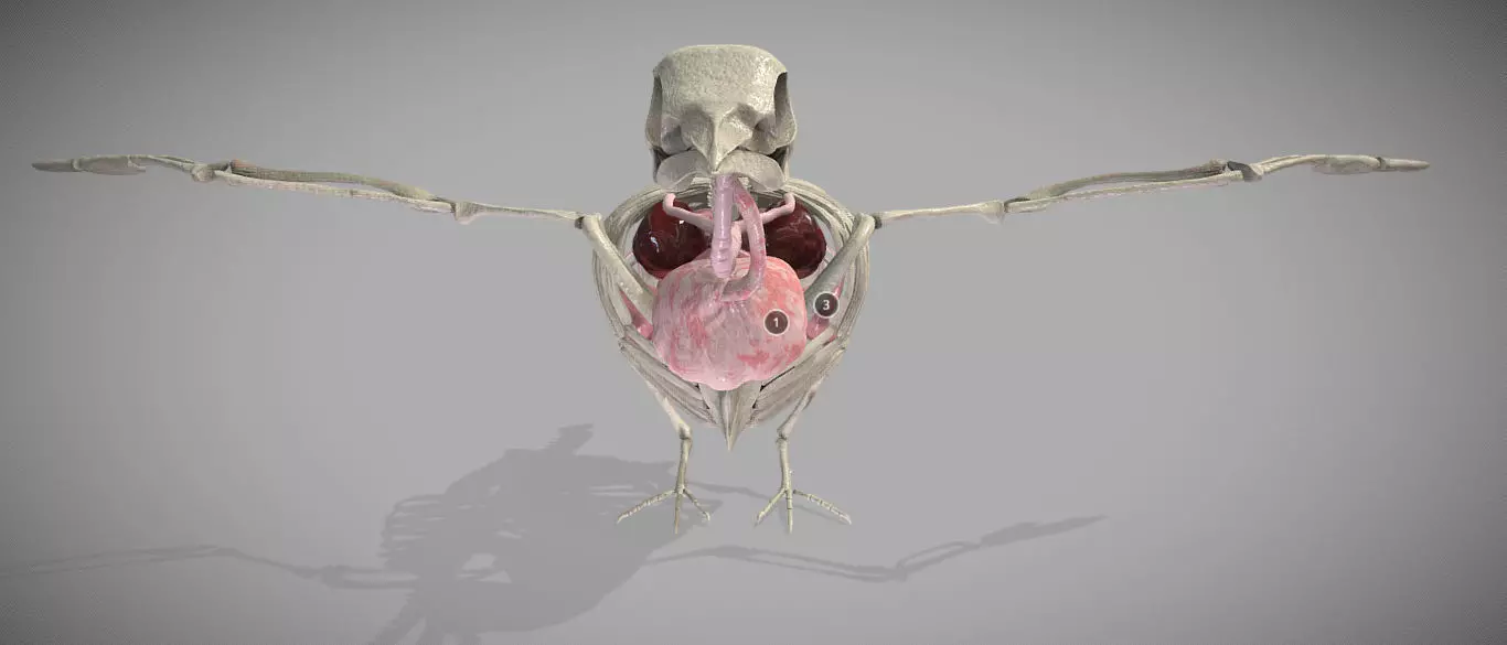Pigeon Anatomy Low-poly 3D model