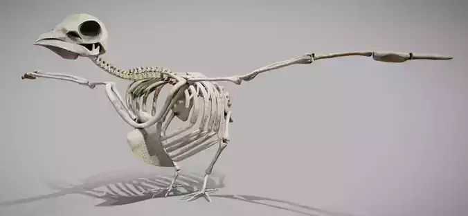 Pigeon Skeleton Low-poly 3D model