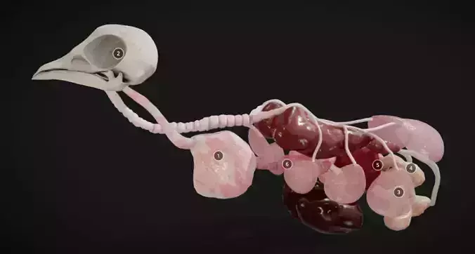 Bird Internal Organs Low-poly 3D model