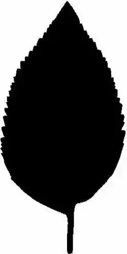 Best Leaf Project Free low-poly 3D model