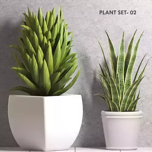 plant aloe vera plants in pots