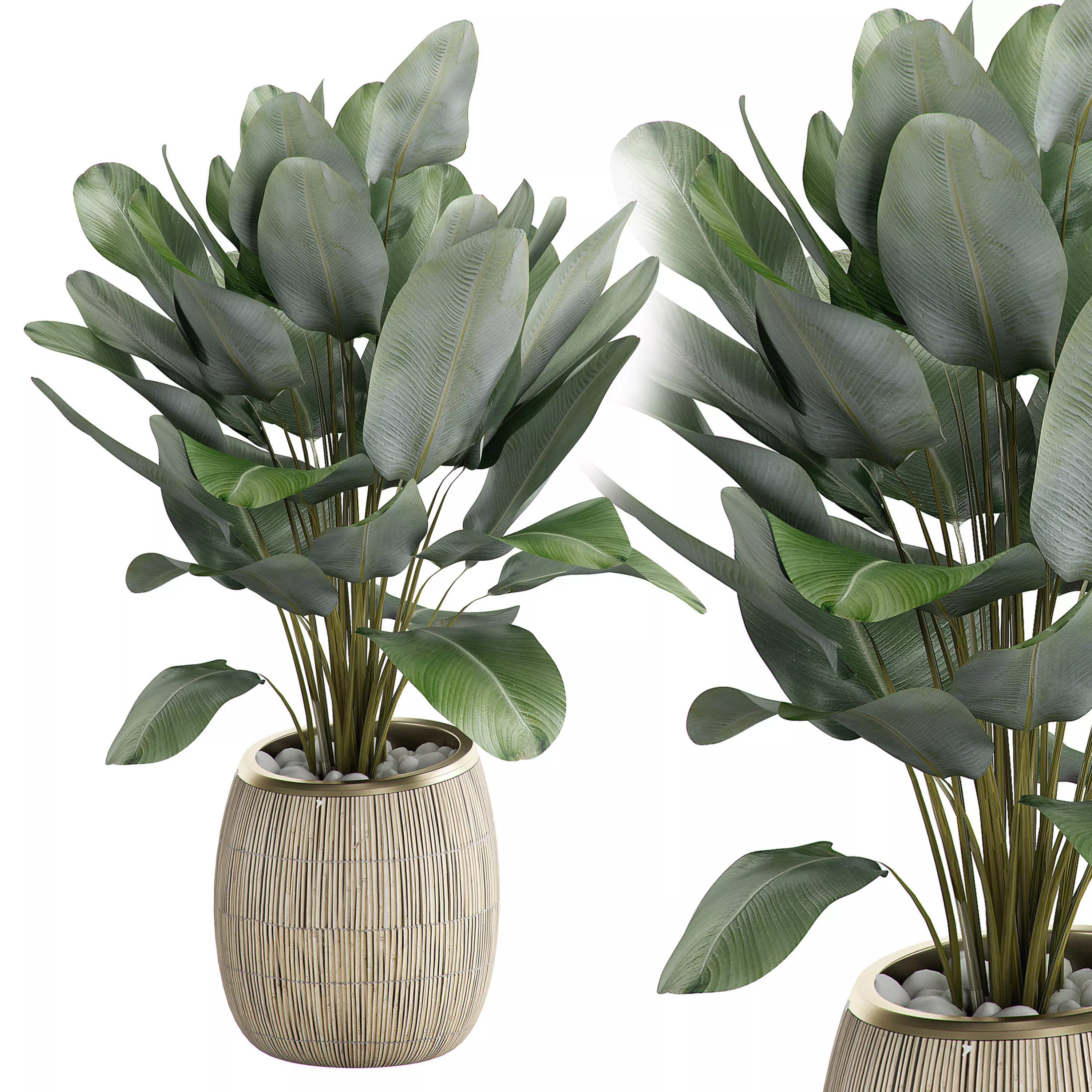 Potted Plant 22 3D model_0