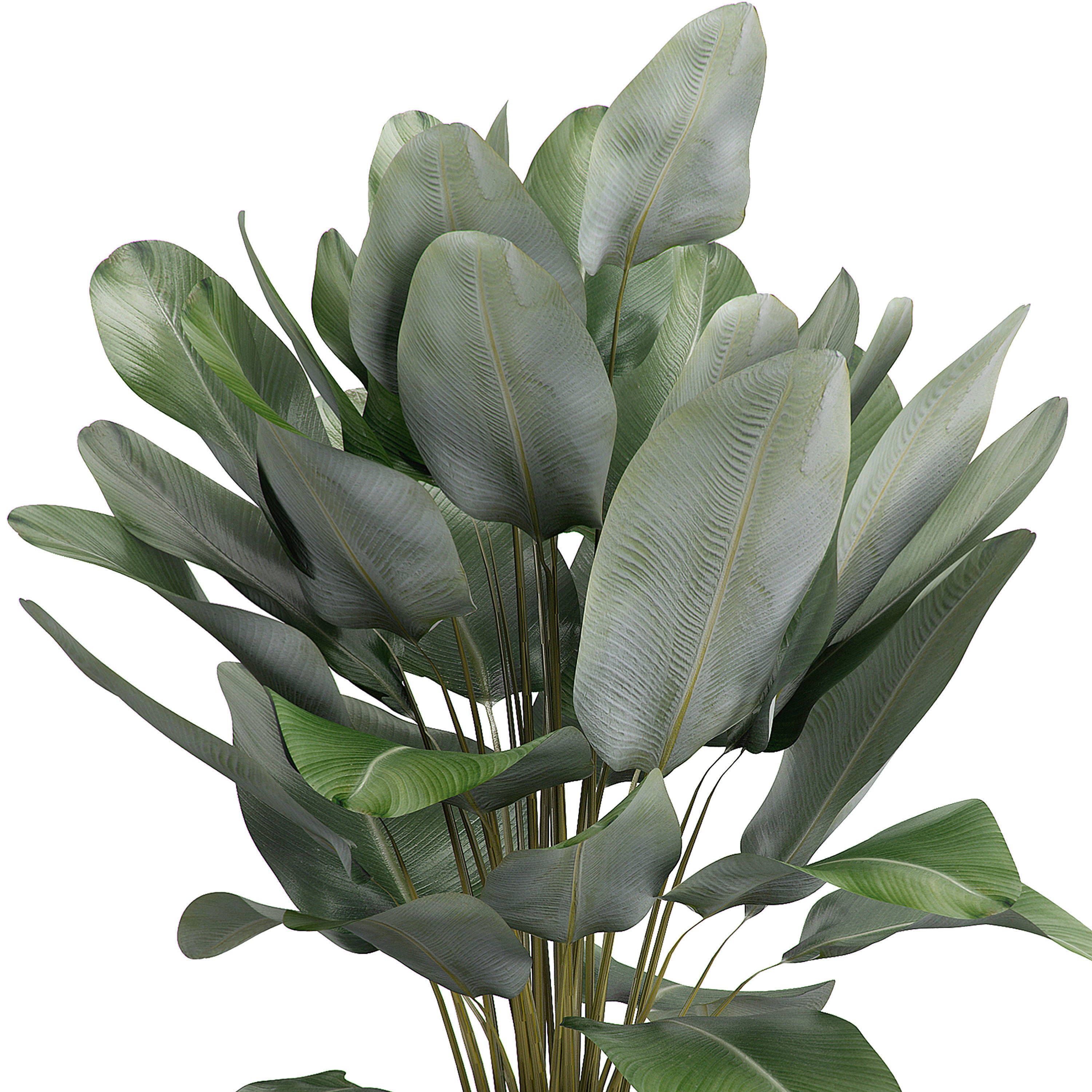 Potted Plant 22 3D model_1