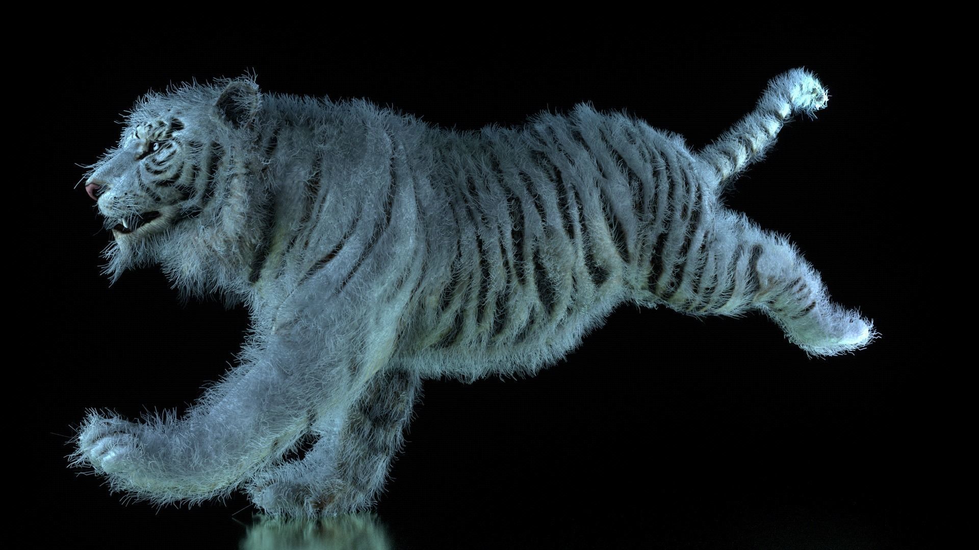 Raja The White Bengal Tiger 3D Model 3D model_39