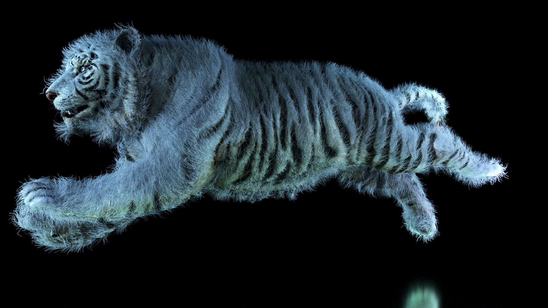Raja The White Bengal Tiger 3D Model 3D model_55