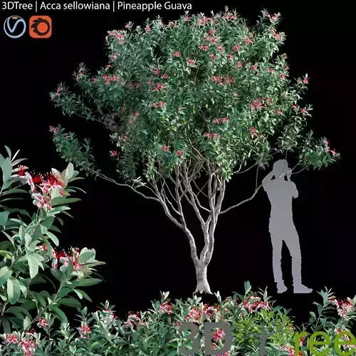 Acca sellowiana -Pineapple Guava- Feijoa