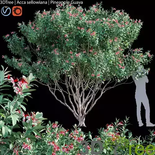 Acca sellowiana -Pineapple Guava-Feijoa 02