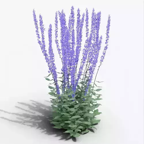 Salvia nemorosa Caradonna 3D model
