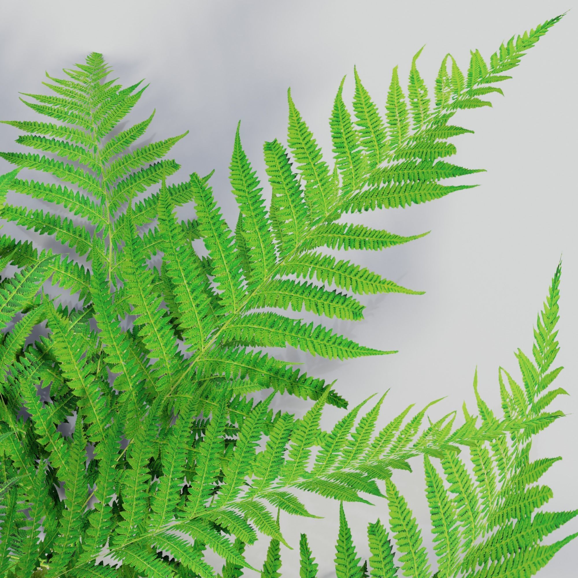 Fern plant 3D model_2