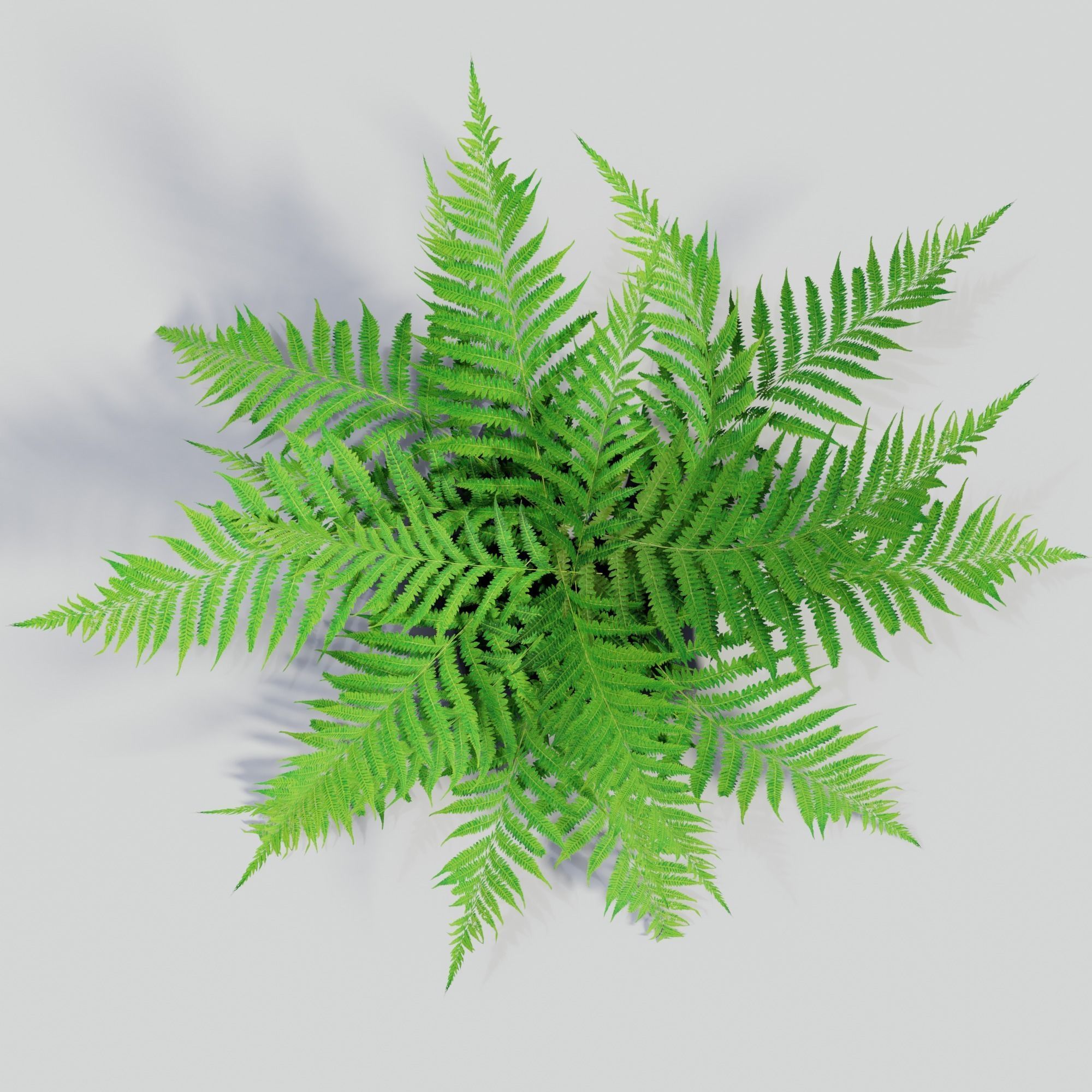 Fern plant 3D model_1