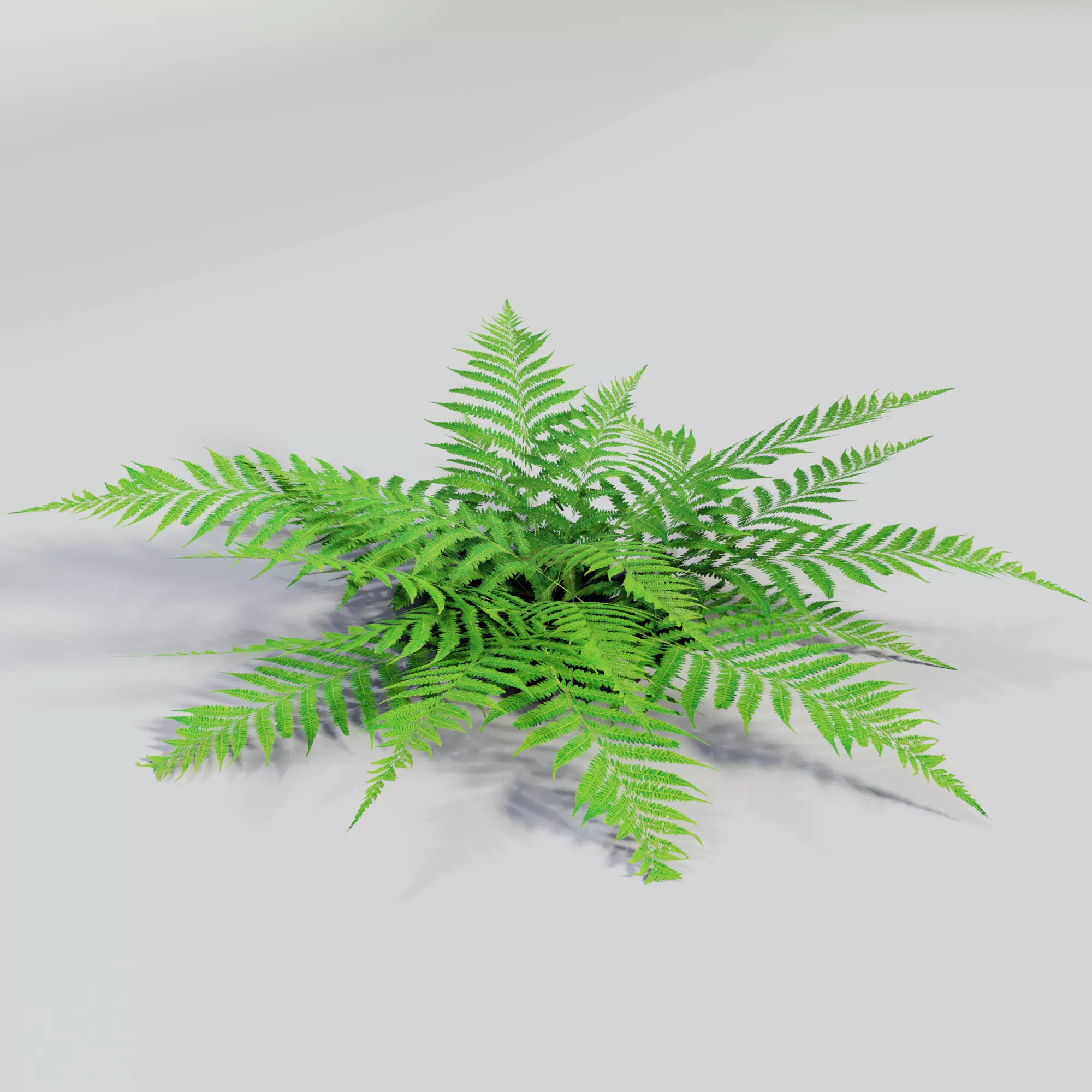 Fern plant 3D model_0