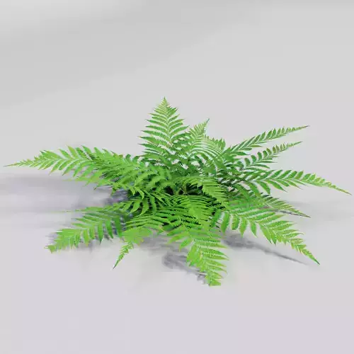 Fern plant