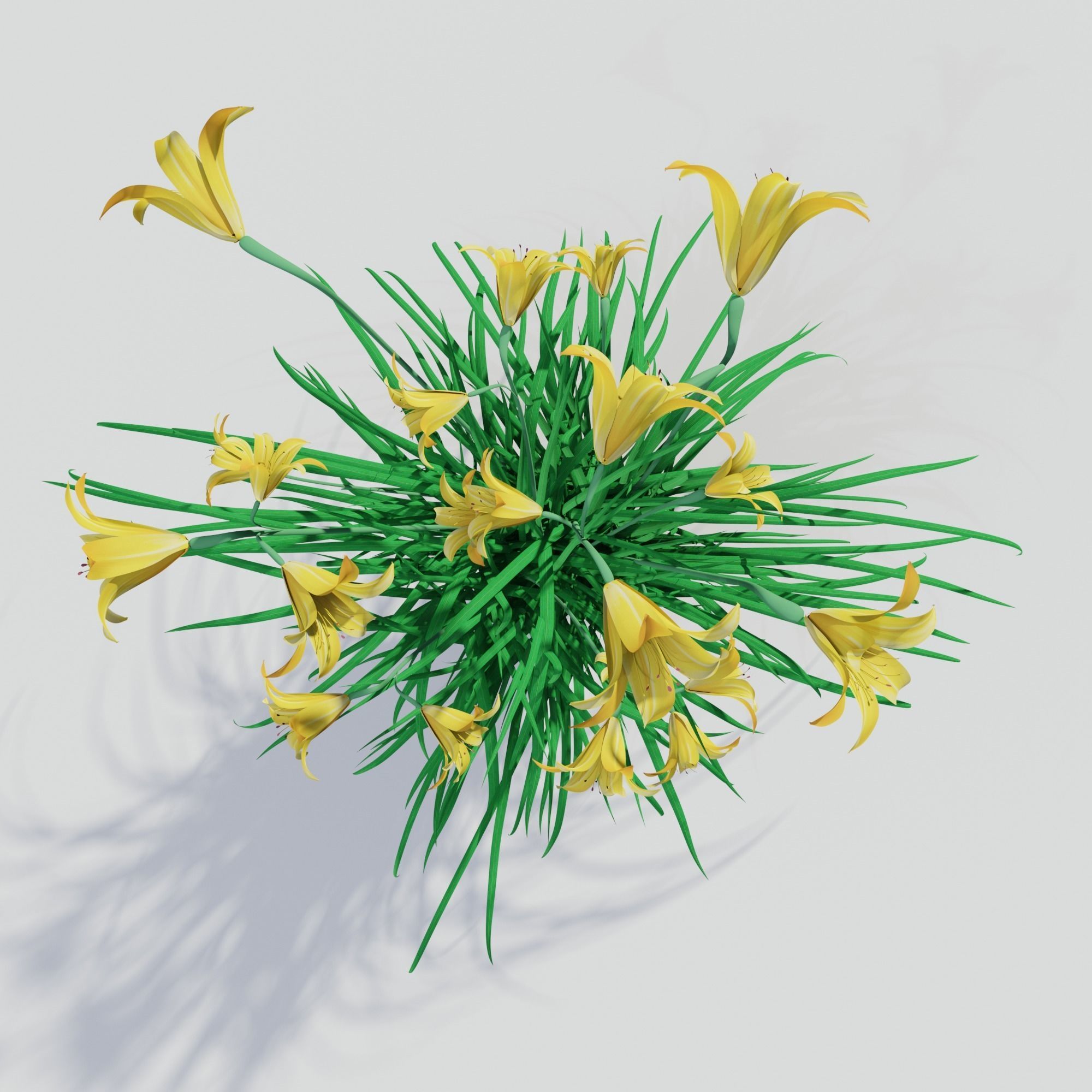 Hemerocallis lilioasphodelus 3D model_1