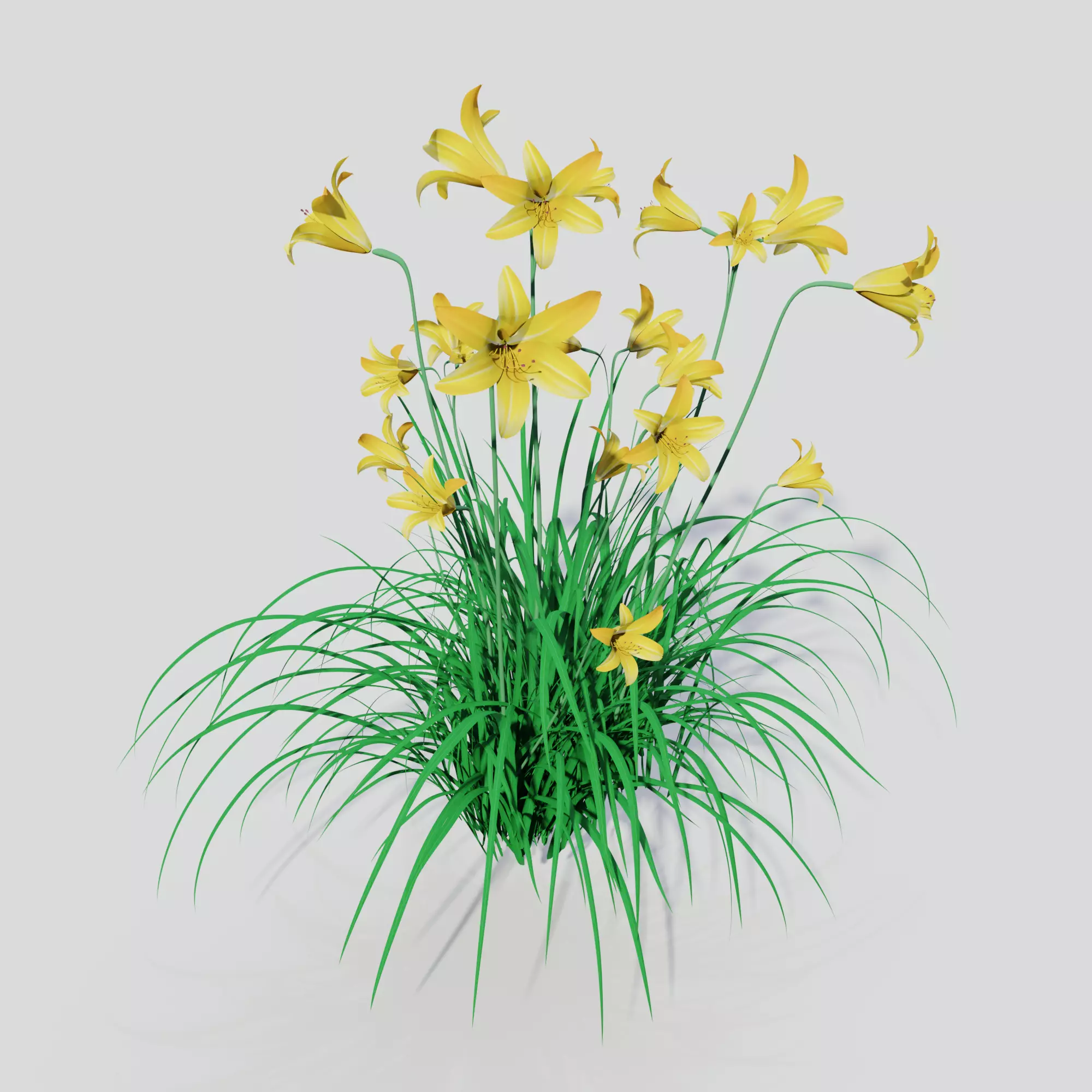 Hemerocallis lilioasphodelus 3D model_0