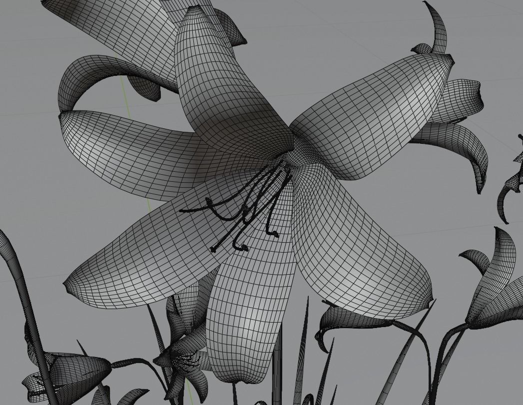 Hemerocallis lilioasphodelus 3D model_7