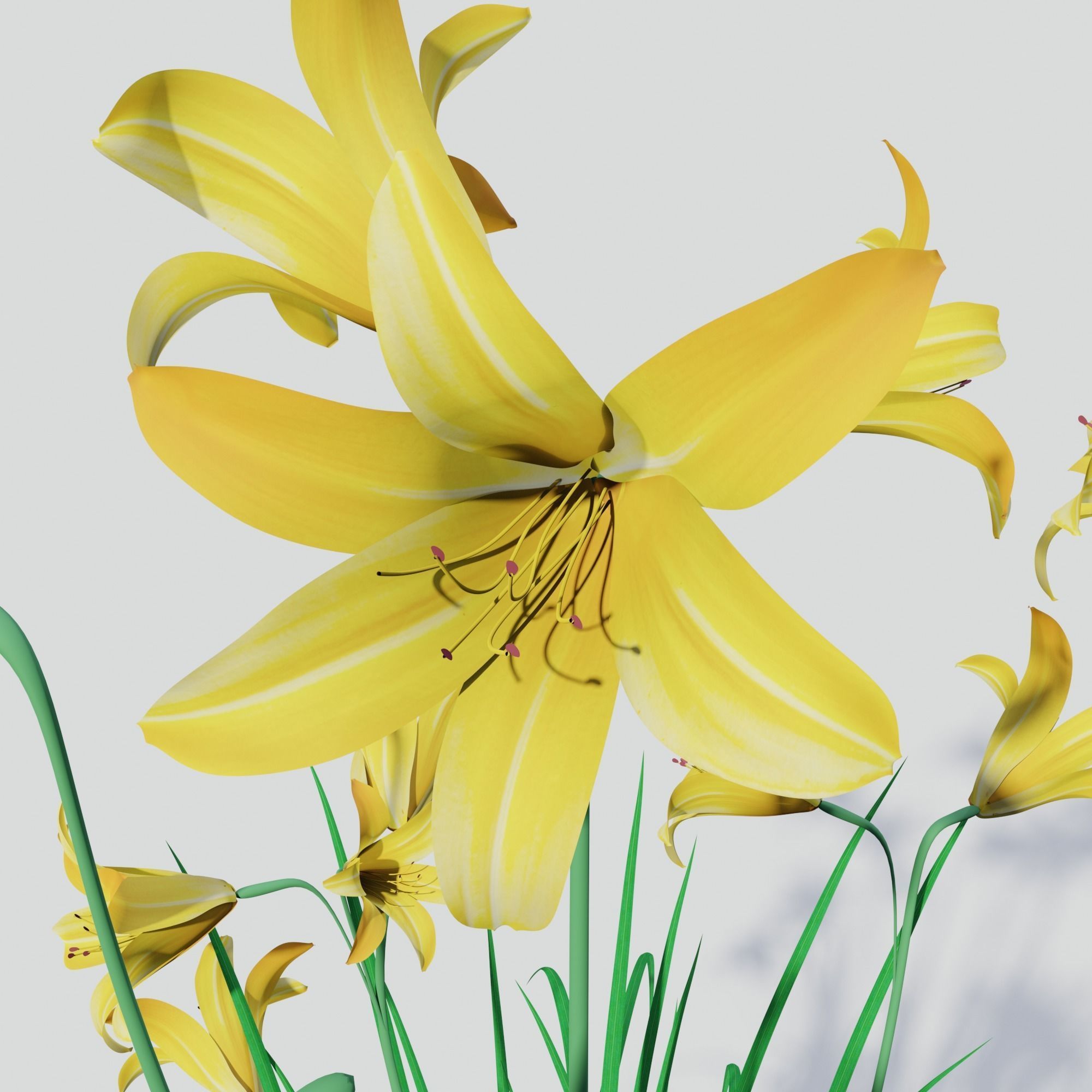Hemerocallis lilioasphodelus 3D model_2