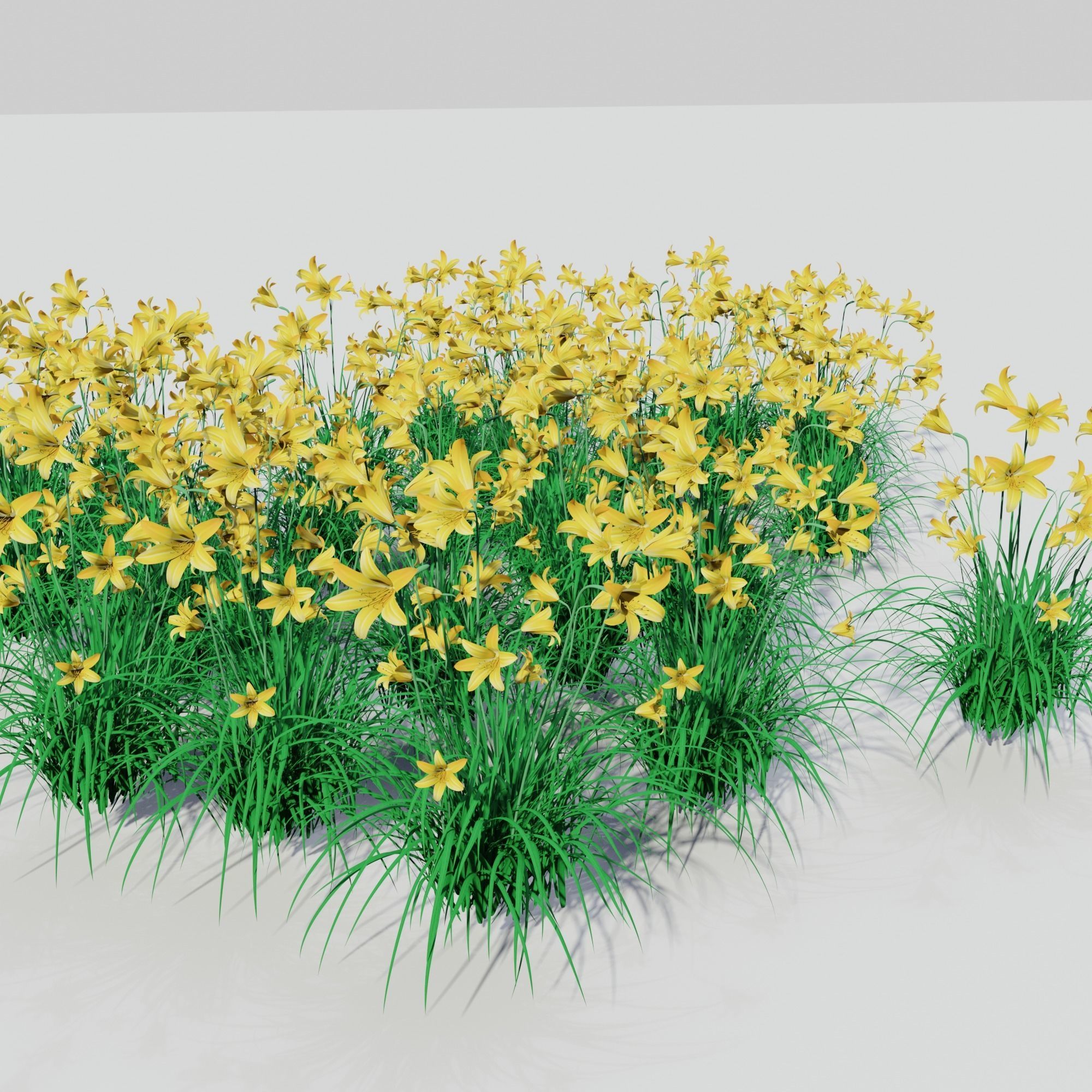 Hemerocallis lilioasphodelus 3D model_4