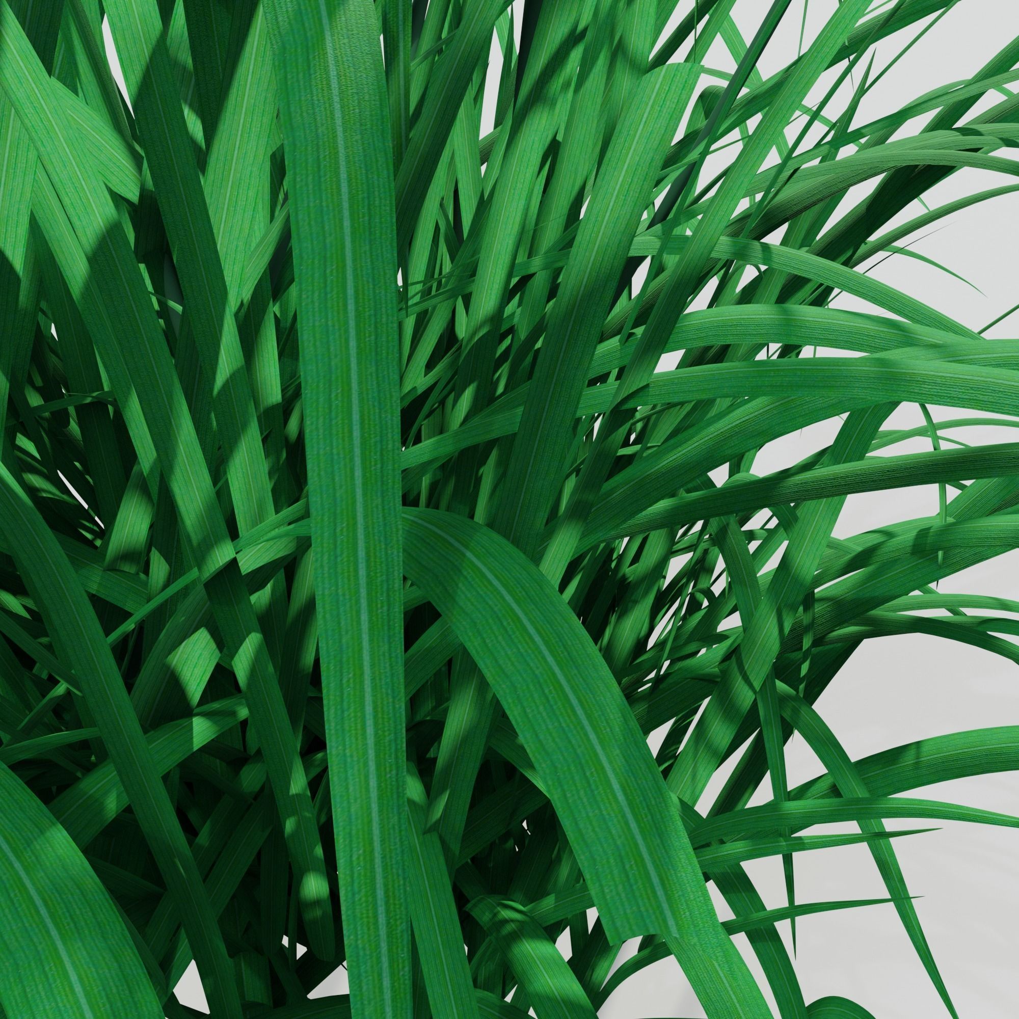 Hemerocallis lilioasphodelus 3D model_3