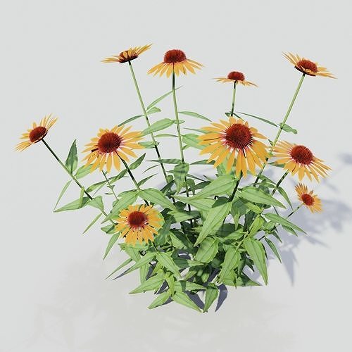 Echinacea Big Kahuna 3D model