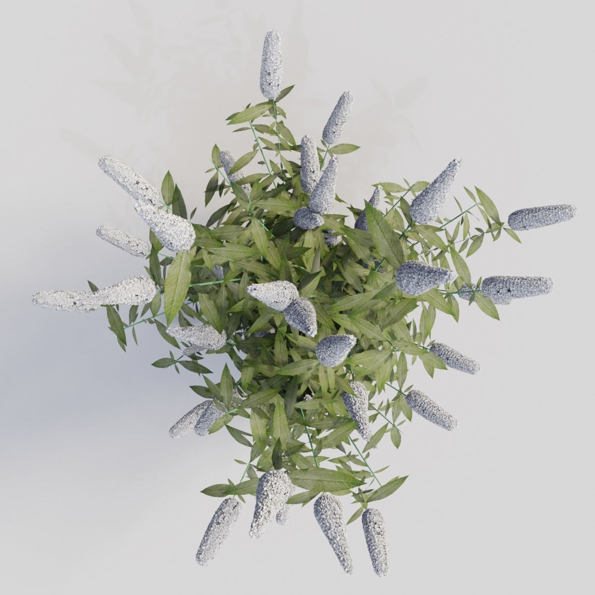 Buddleja davidii White 3D model_1