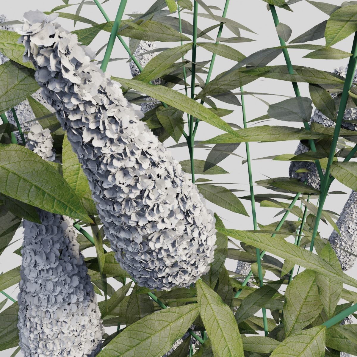 Buddleja davidii White 3D model_2