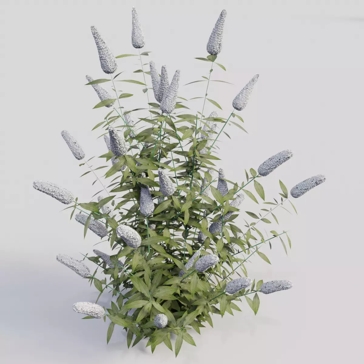 Buddleja davidii White 3D model_0