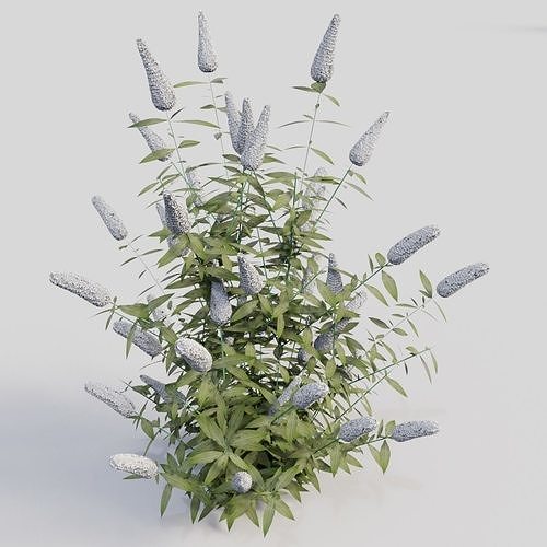 Buddleja davidii White 3D model