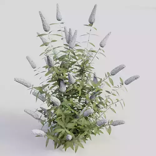 Buddleja davidii White