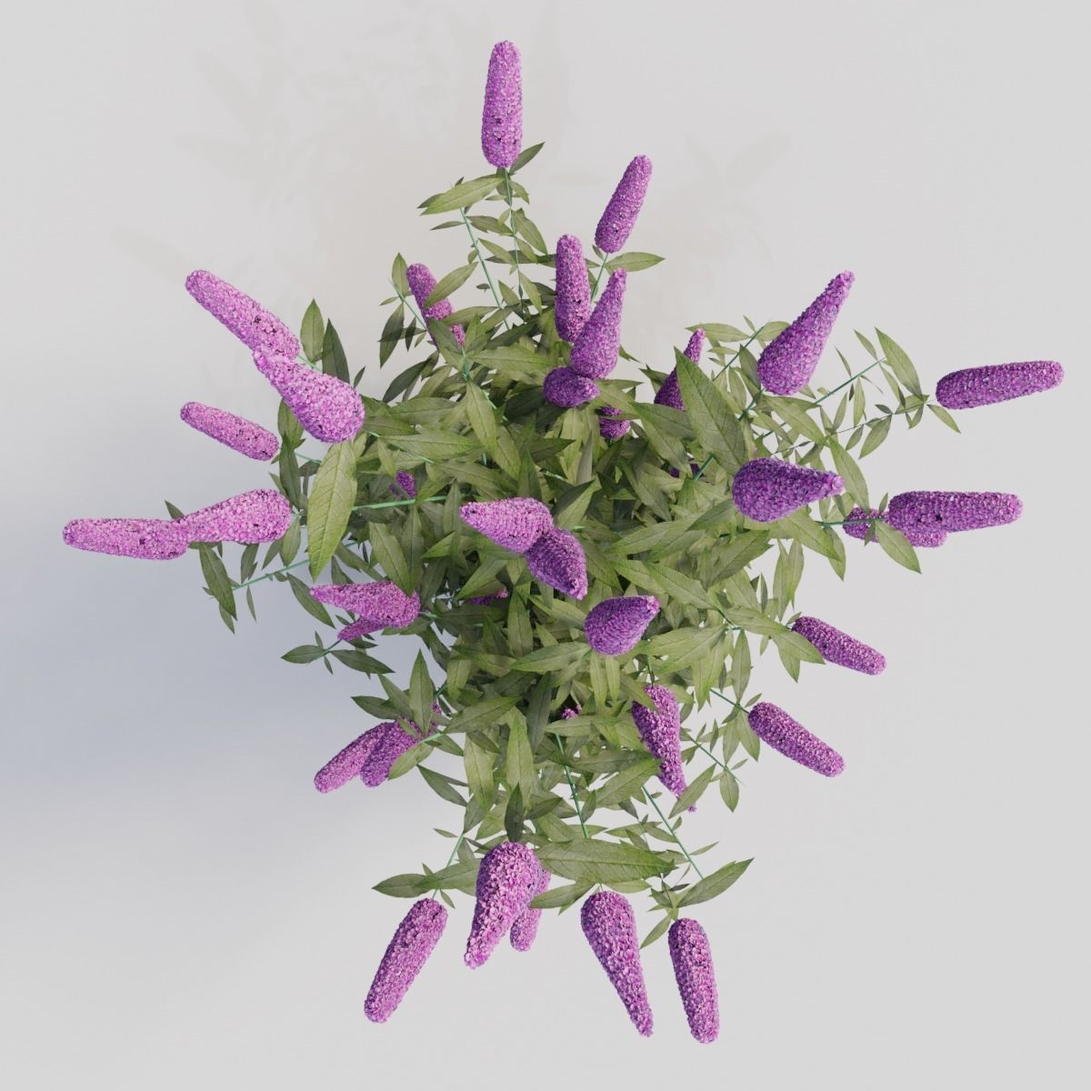 Buddleja davidii Purple 3D model_1