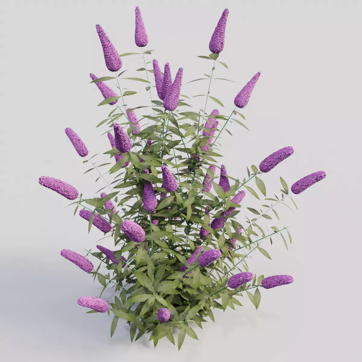 Buddleja davidii Purple 3D model_0