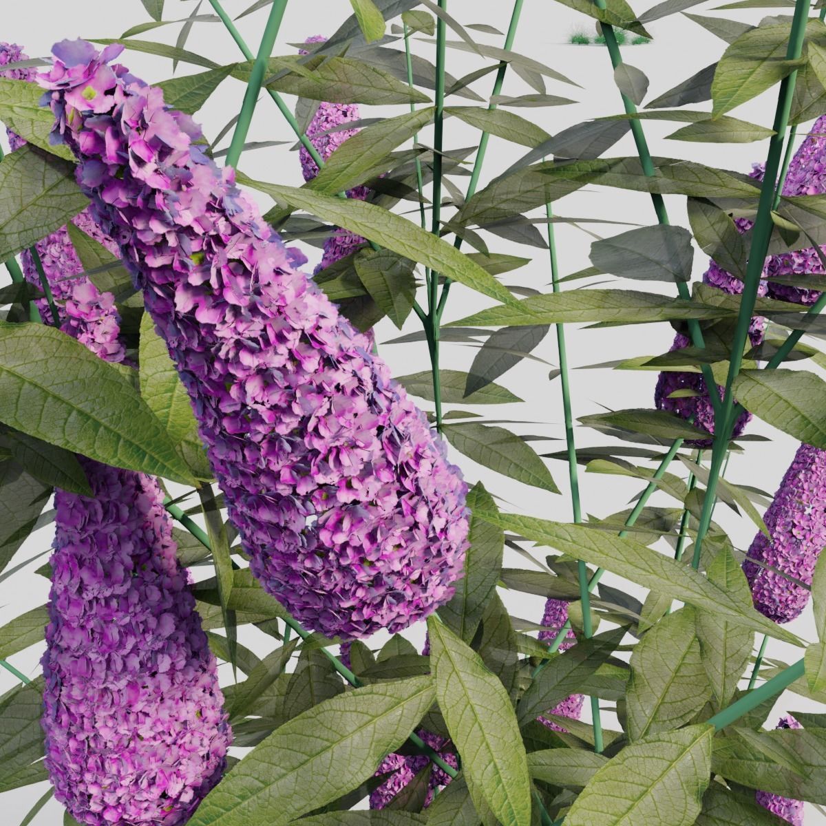 Buddleja davidii Purple 3D model_2