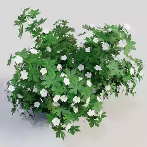 Geranium White 3D model