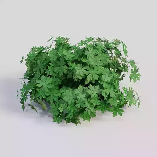 Geranium No Flowers 3D model