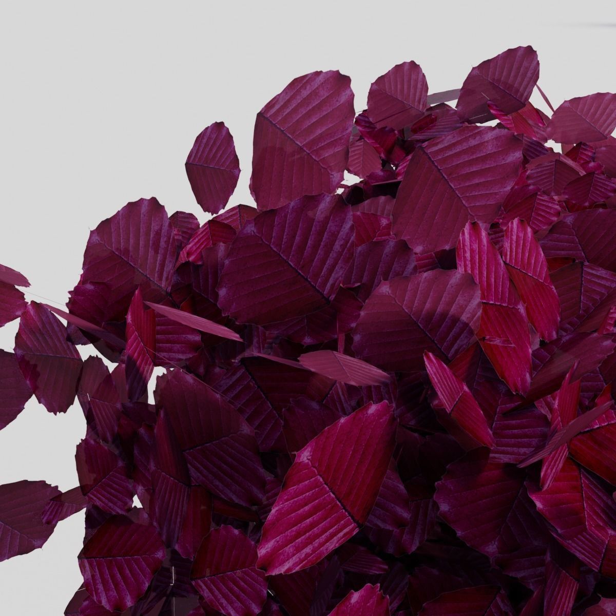 Fagus sylvatica Atropunicea 3D model_3