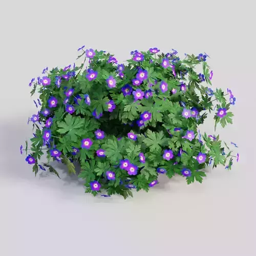 Geranium Purple 3D model