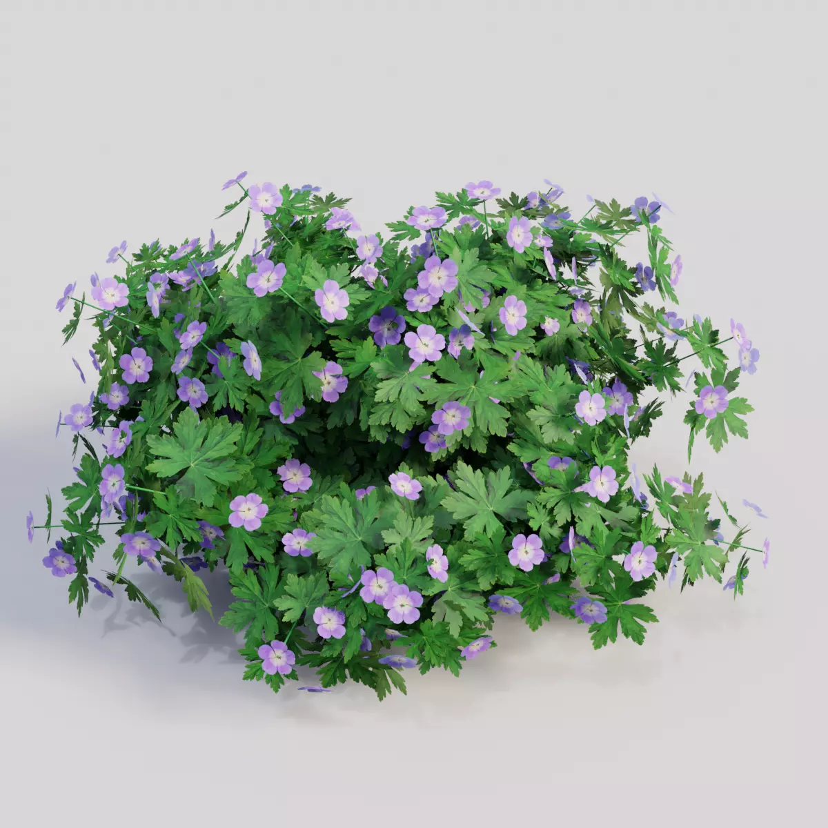 Geranium Pink 3D model
