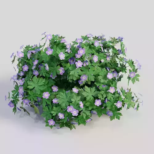 Geranium Pink 3D model