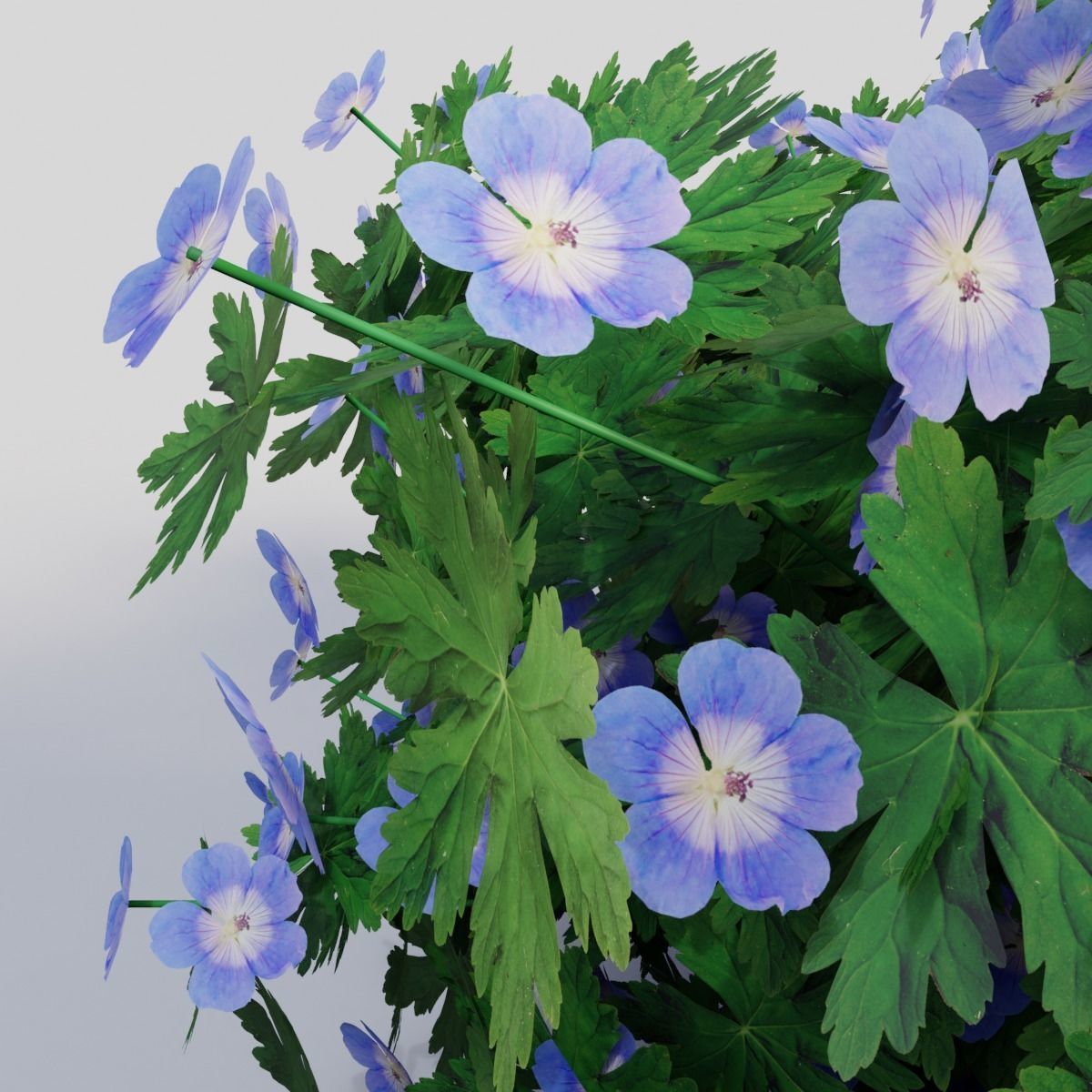 Geranium ROZANNE 3D model_2