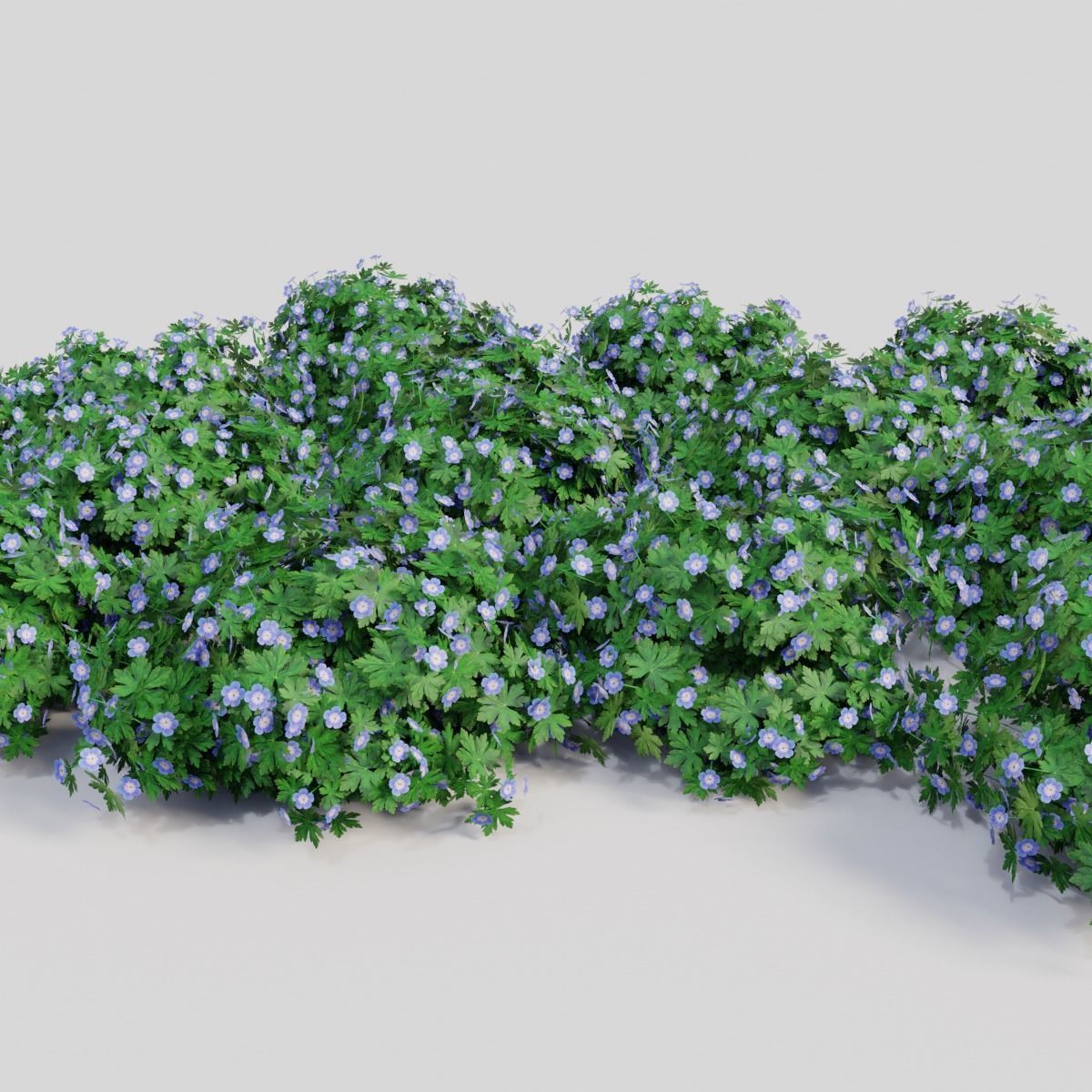 Geranium ROZANNE 3D model_3