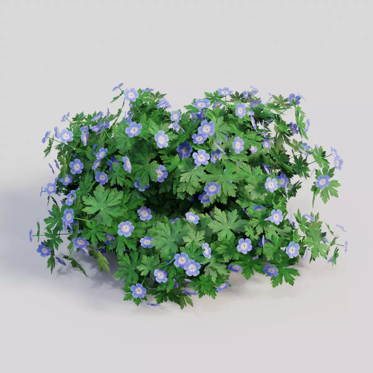 Geranium ROZANNE 3D model_0