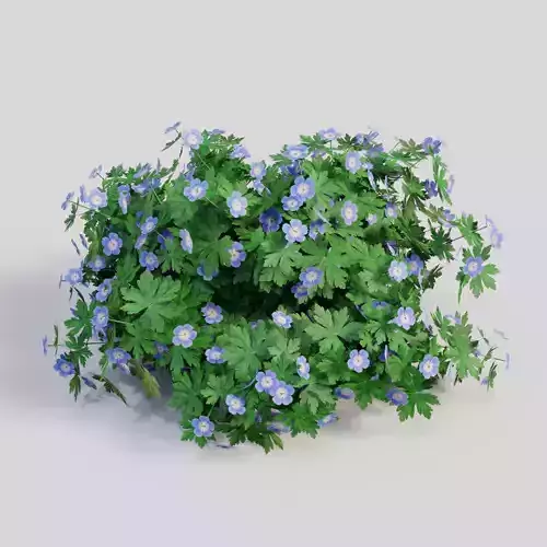 Geranium ROZANNE 3D model