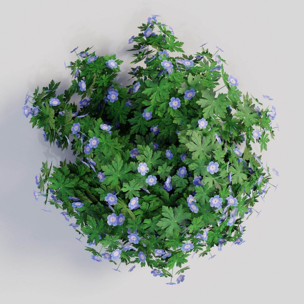 Geranium ROZANNE 3D model_1
