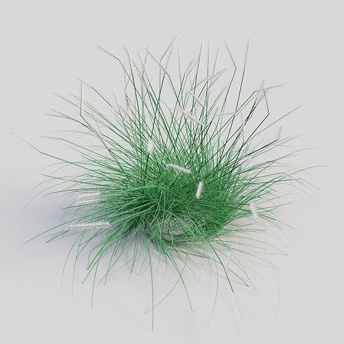 Pennisetum alopecuroides Hameln 3D model