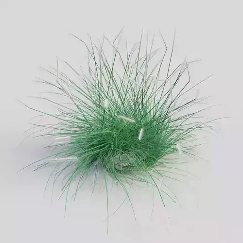 Pennisetum alopecuroides Hameln