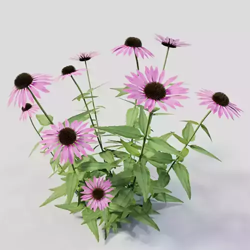 Echinacea purpurea