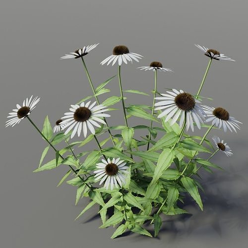 Echinacea purpurea Alba 3D model