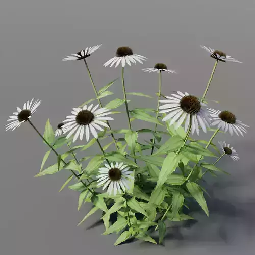 Echinacea purpurea Alba