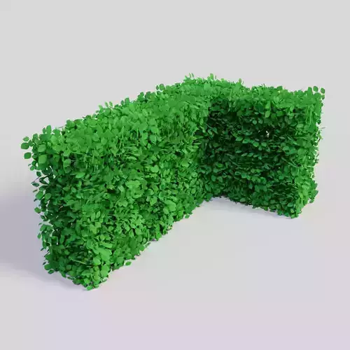 Fagus sylvatica 3D model