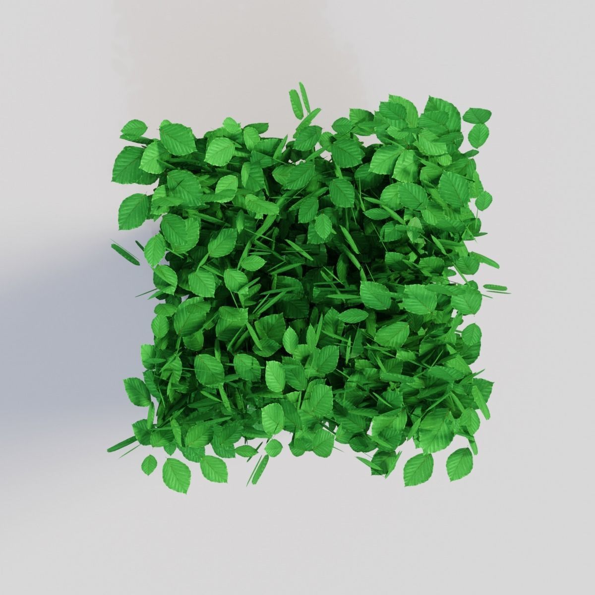 Fagus sylvatica 3D model_2