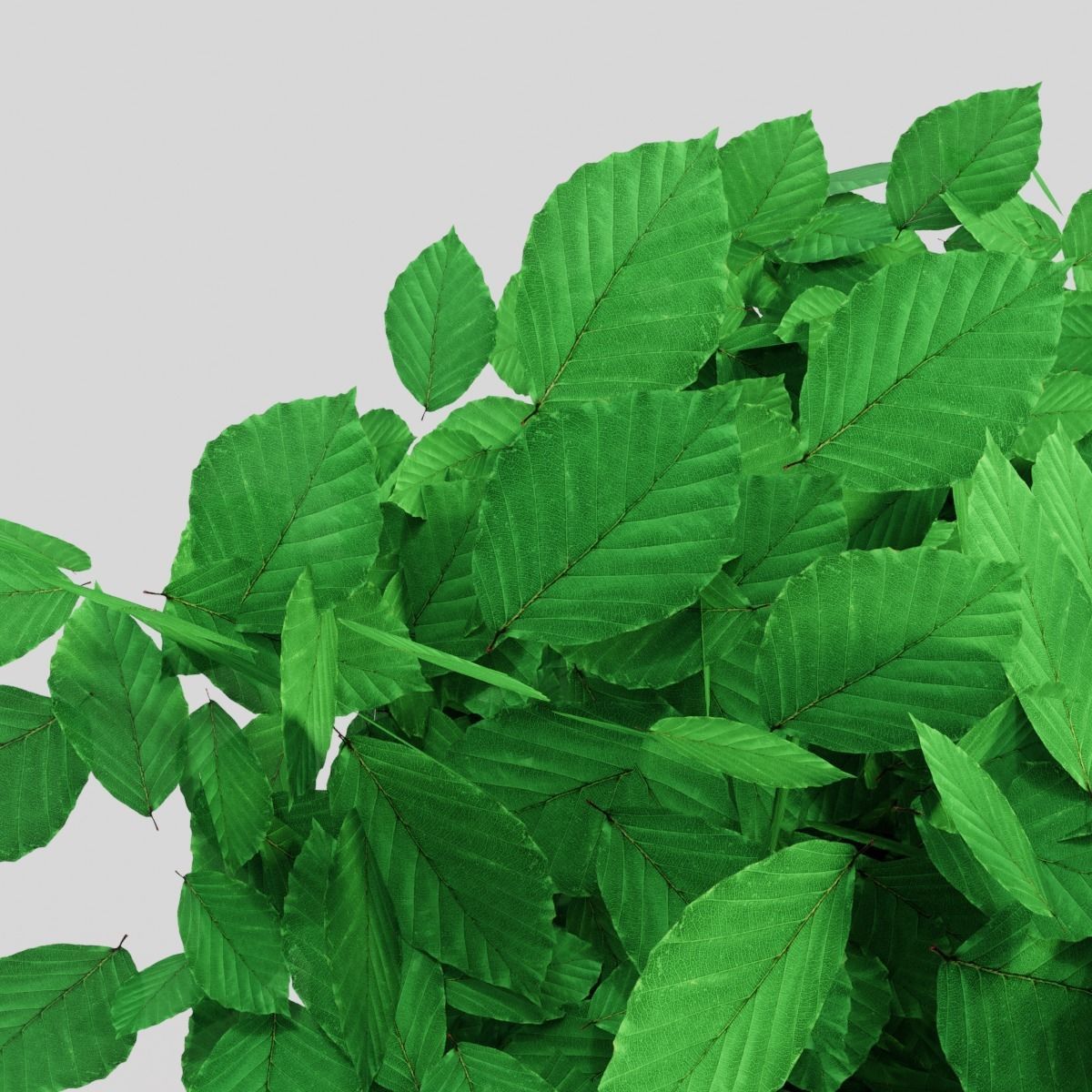Fagus sylvatica 3D model_3
